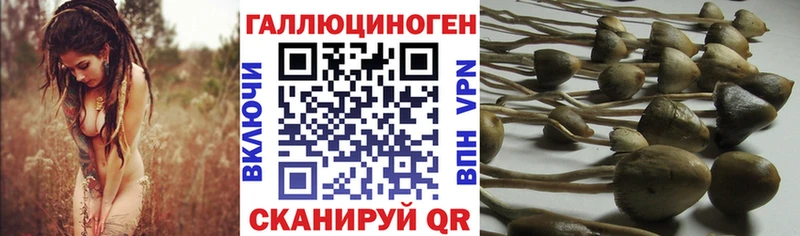 Псилоцибиновые грибы прущие грибы  Дубовка 